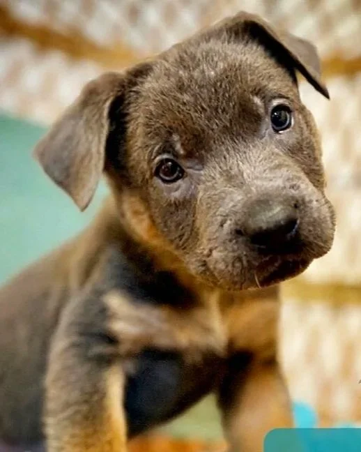 Future speech therapy dog Zephyr as a 4 week old puppy.