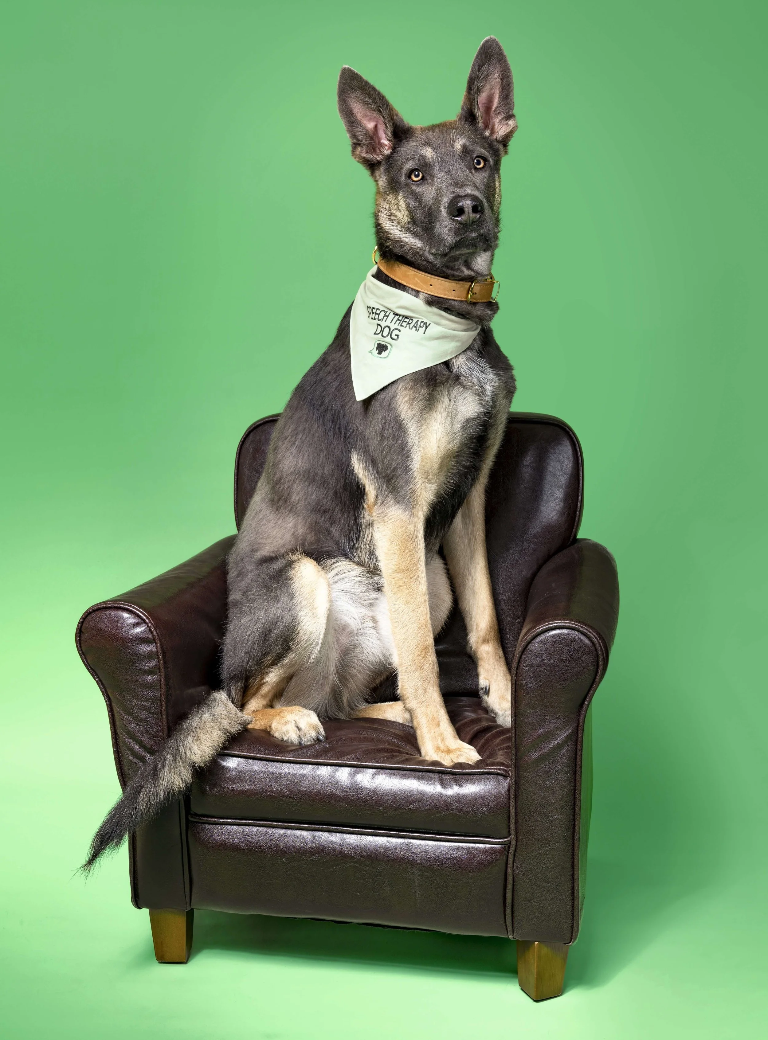 Animal-assisted therapy course features speech therapy dogs like Zephyr.