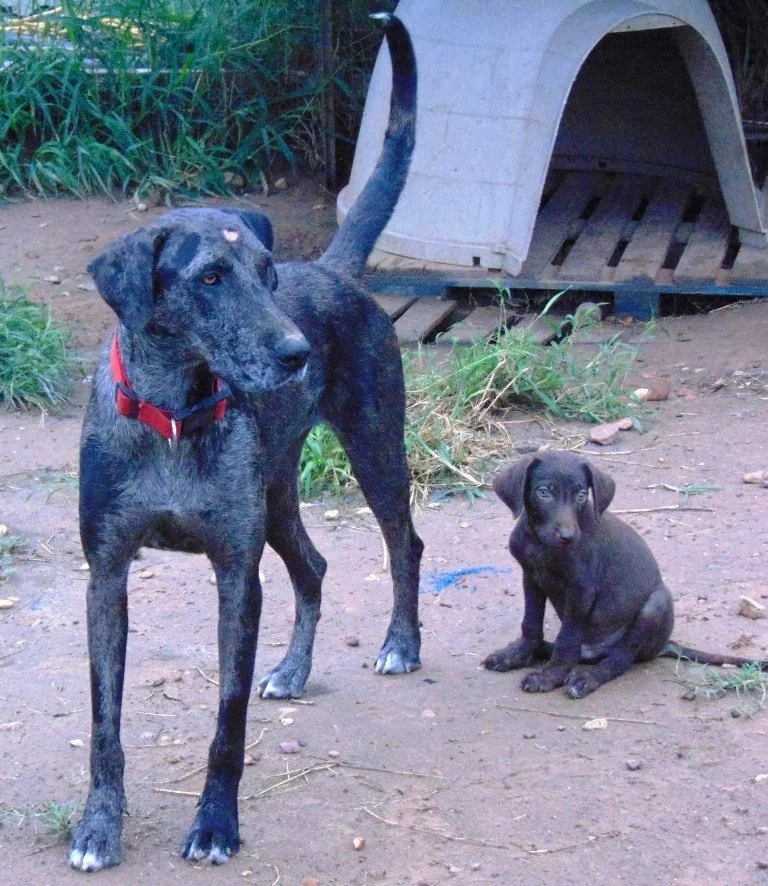 Speech therapy dog Delta's adoption photo, with pup at her side.