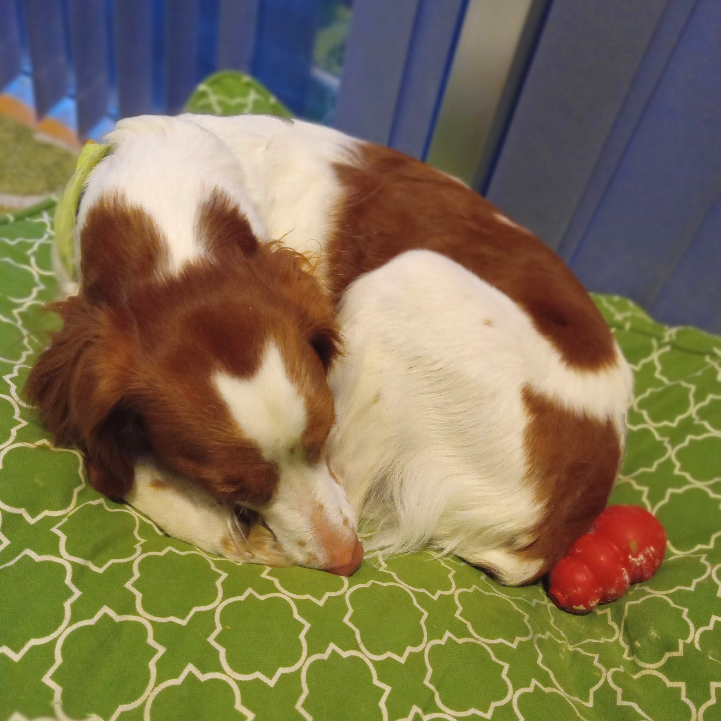 Speech therapy dog Sky gets important rest between animal-assisted speech therapy (pet therapy AAT) sessions.