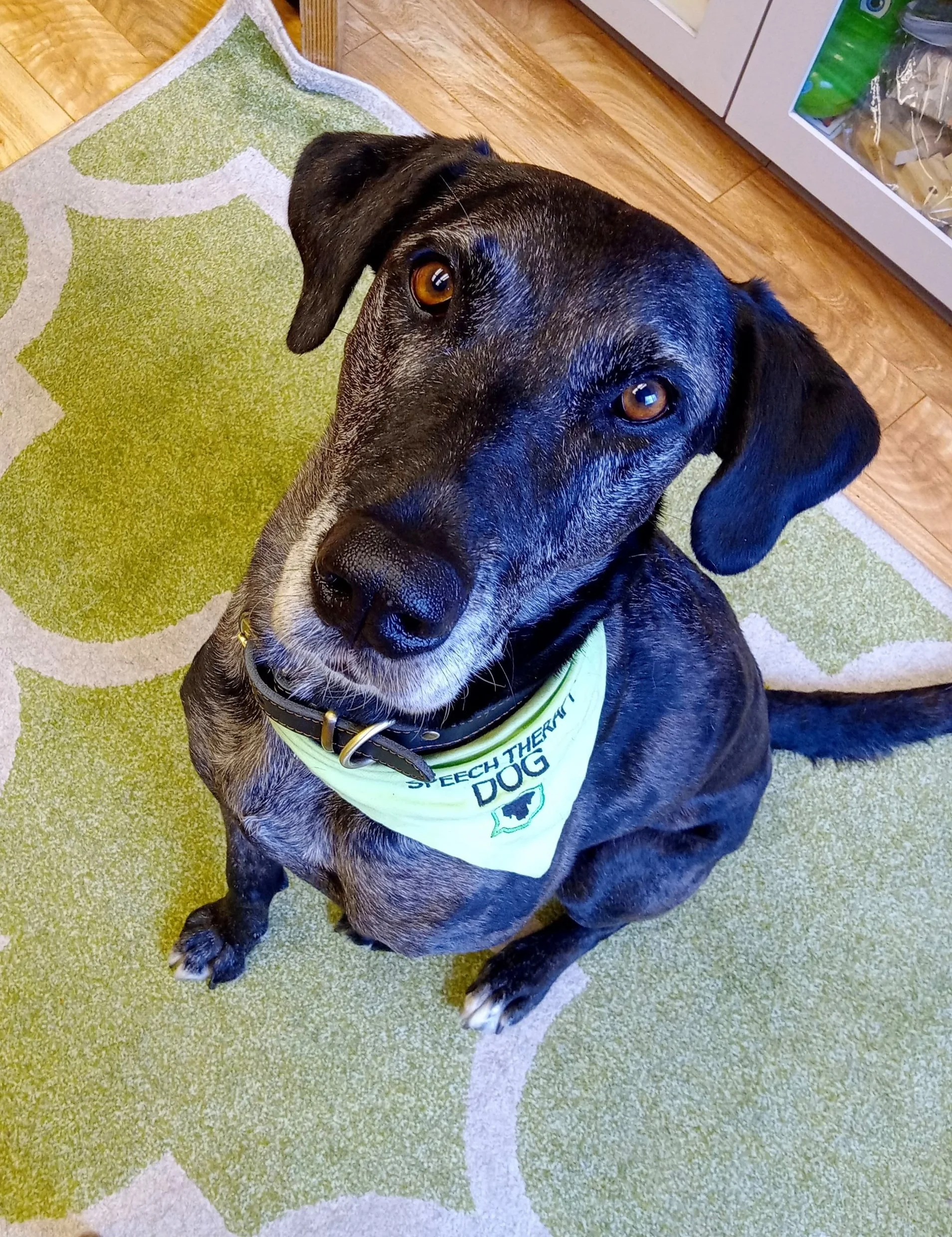 Speech therapy dog Delta gives cute pose.