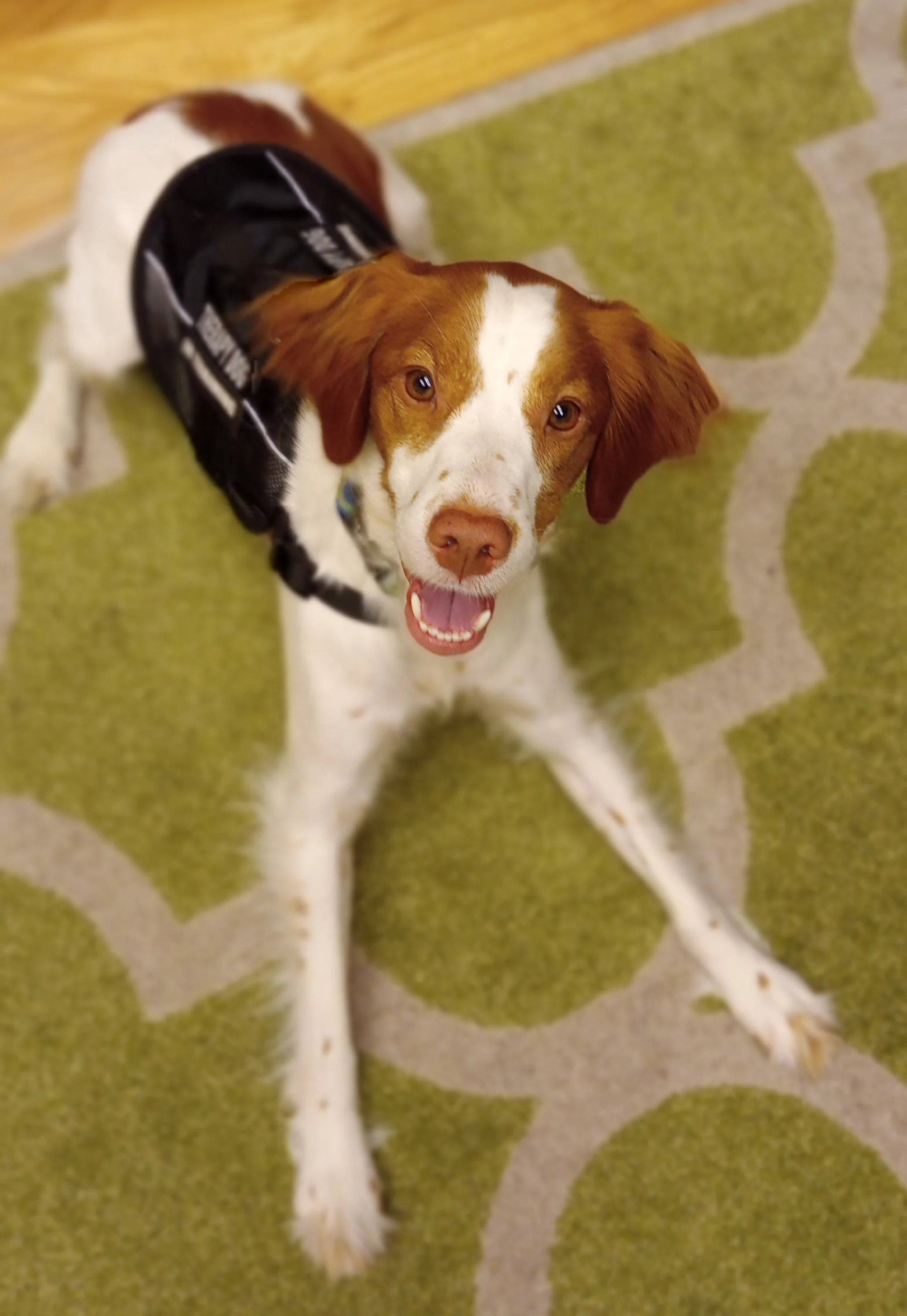 Speech therapy dog Sky provides animal-assisted speech therapy (dog AAI).