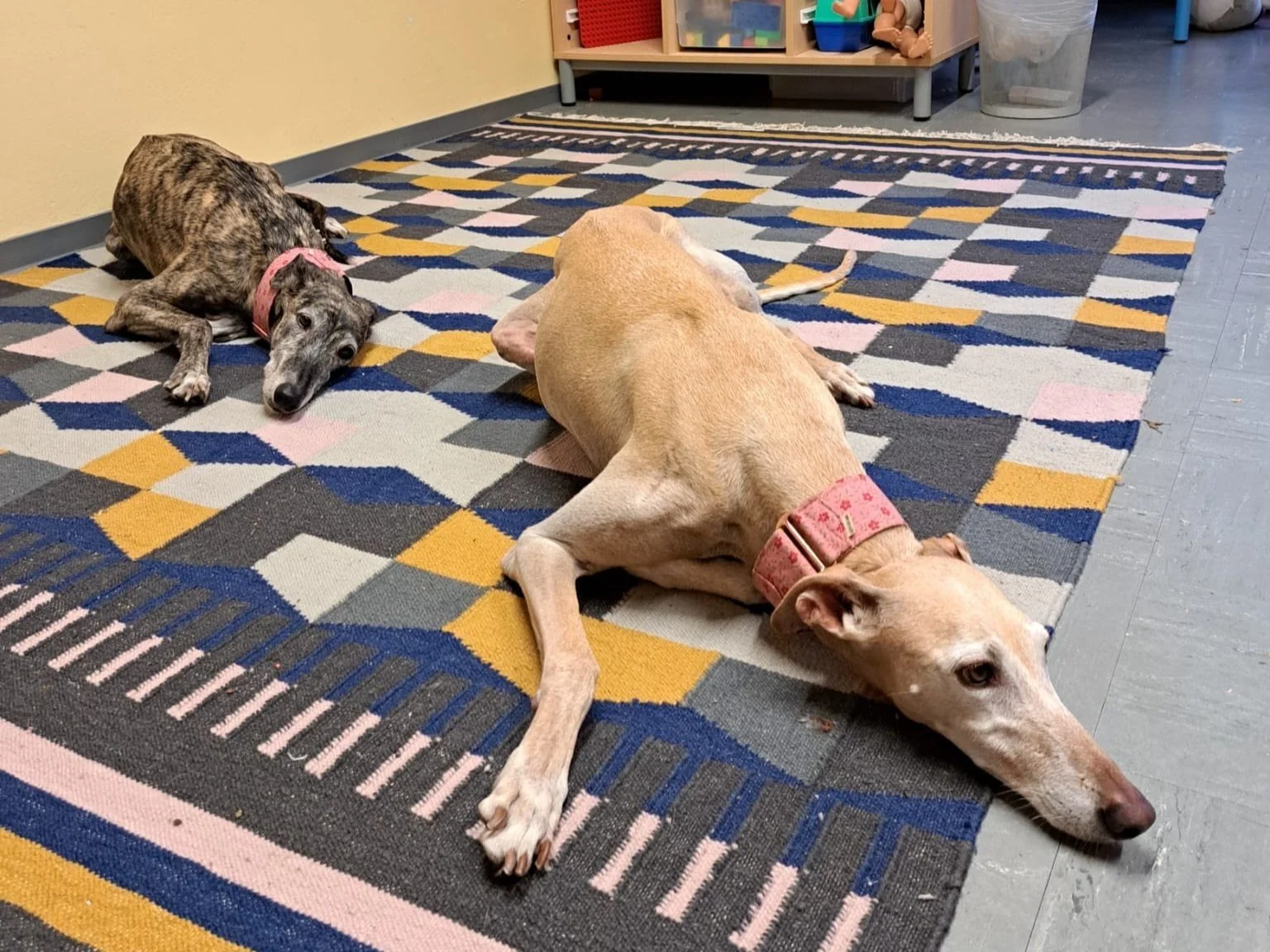 Pawsitive Connections: How Therapy Dogs Help Kids Learn Social ...