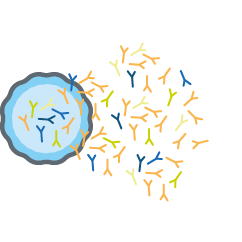 Illustration of antibodies binding to a virus particle.