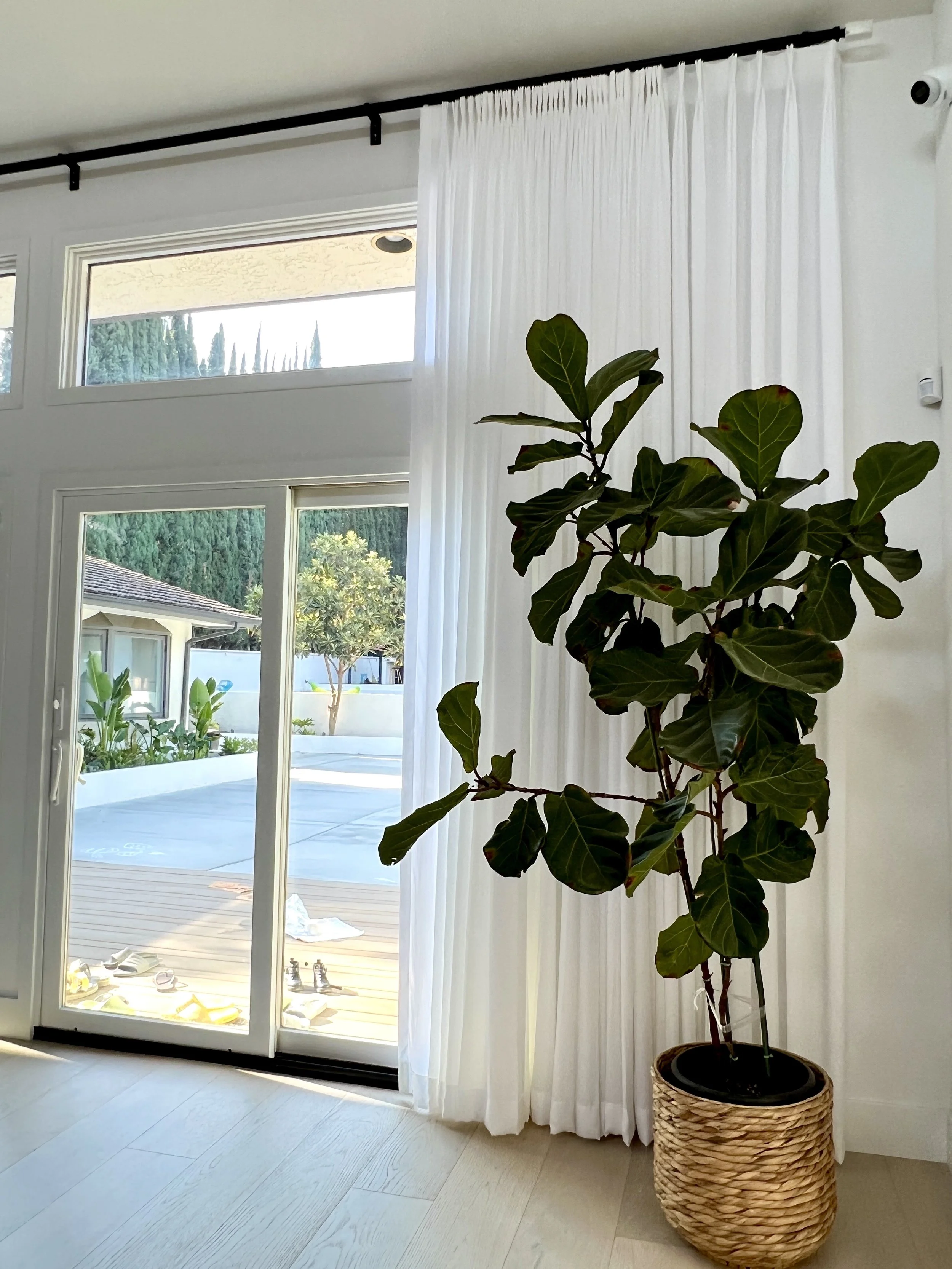 Sheer Glass-Door Plant.jpeg