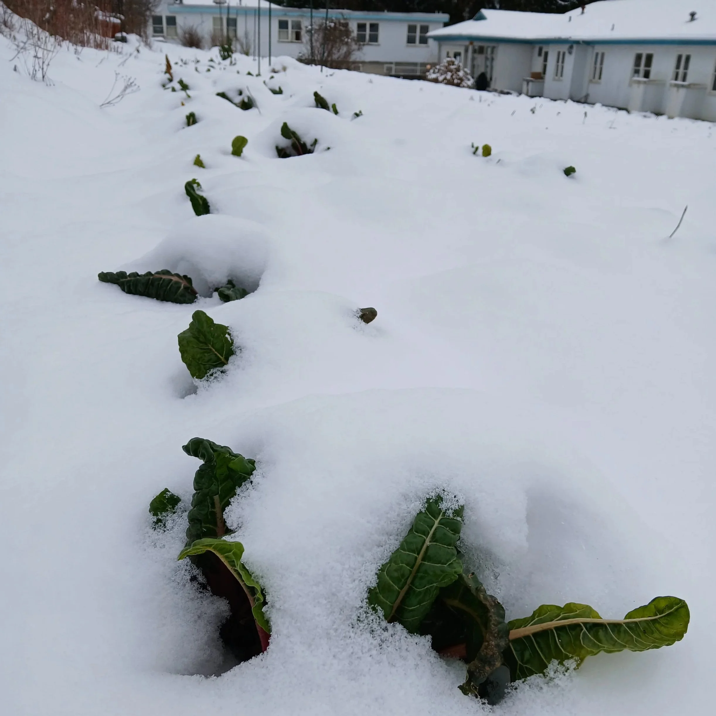 Winter Grazing Program