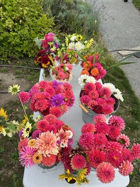 AUGUST-FLOWERS-BY-THE-BUCKET