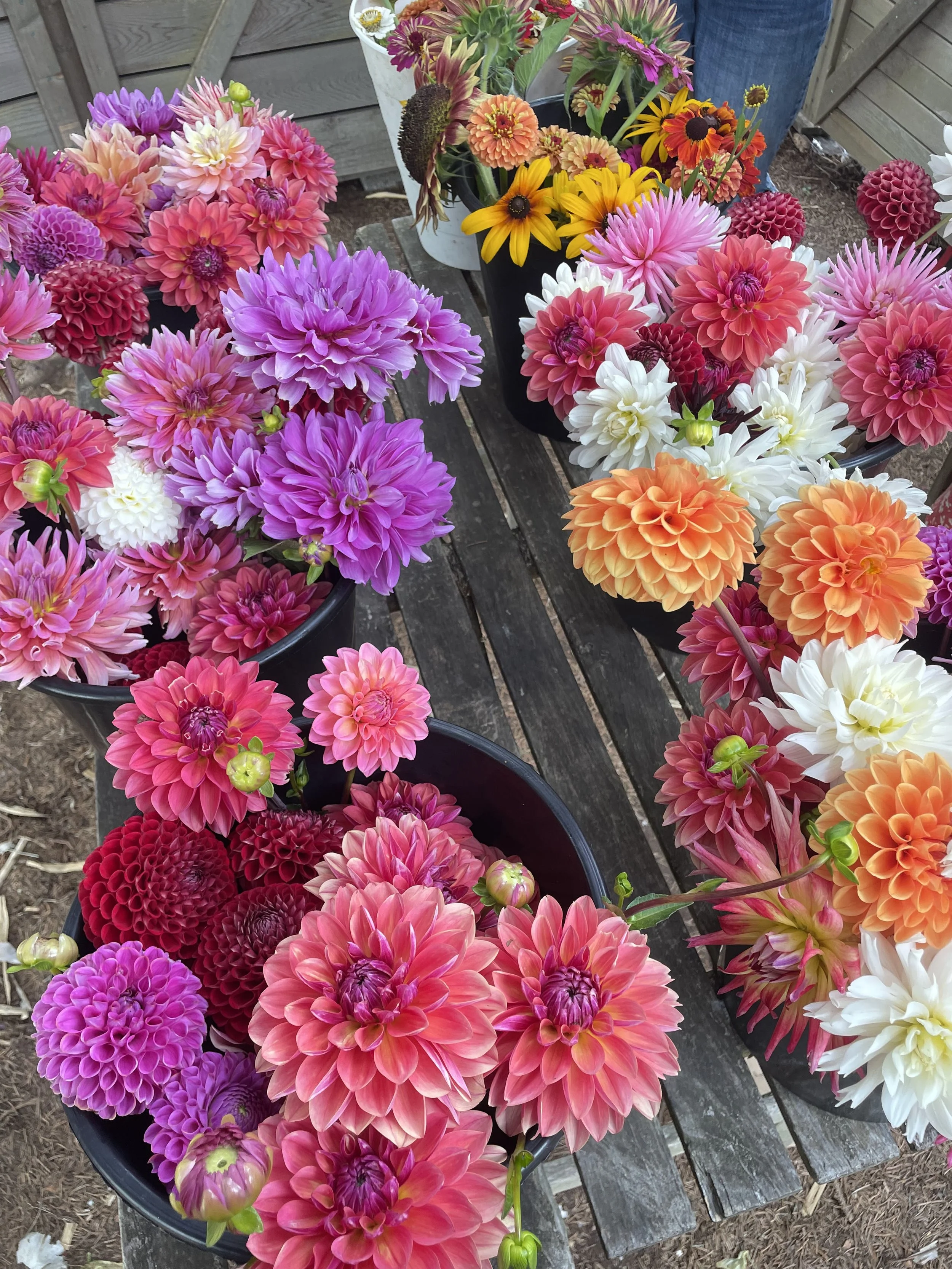 early August DAHLIAS