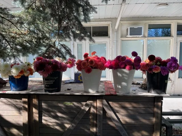 EARLY-OCTOBER-FLOWERS-BY-THE-BUCKET