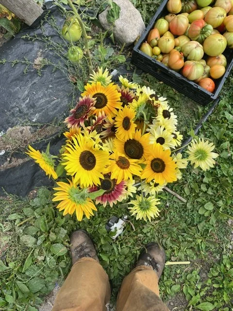 lateAug-earlySept-Sunflowers