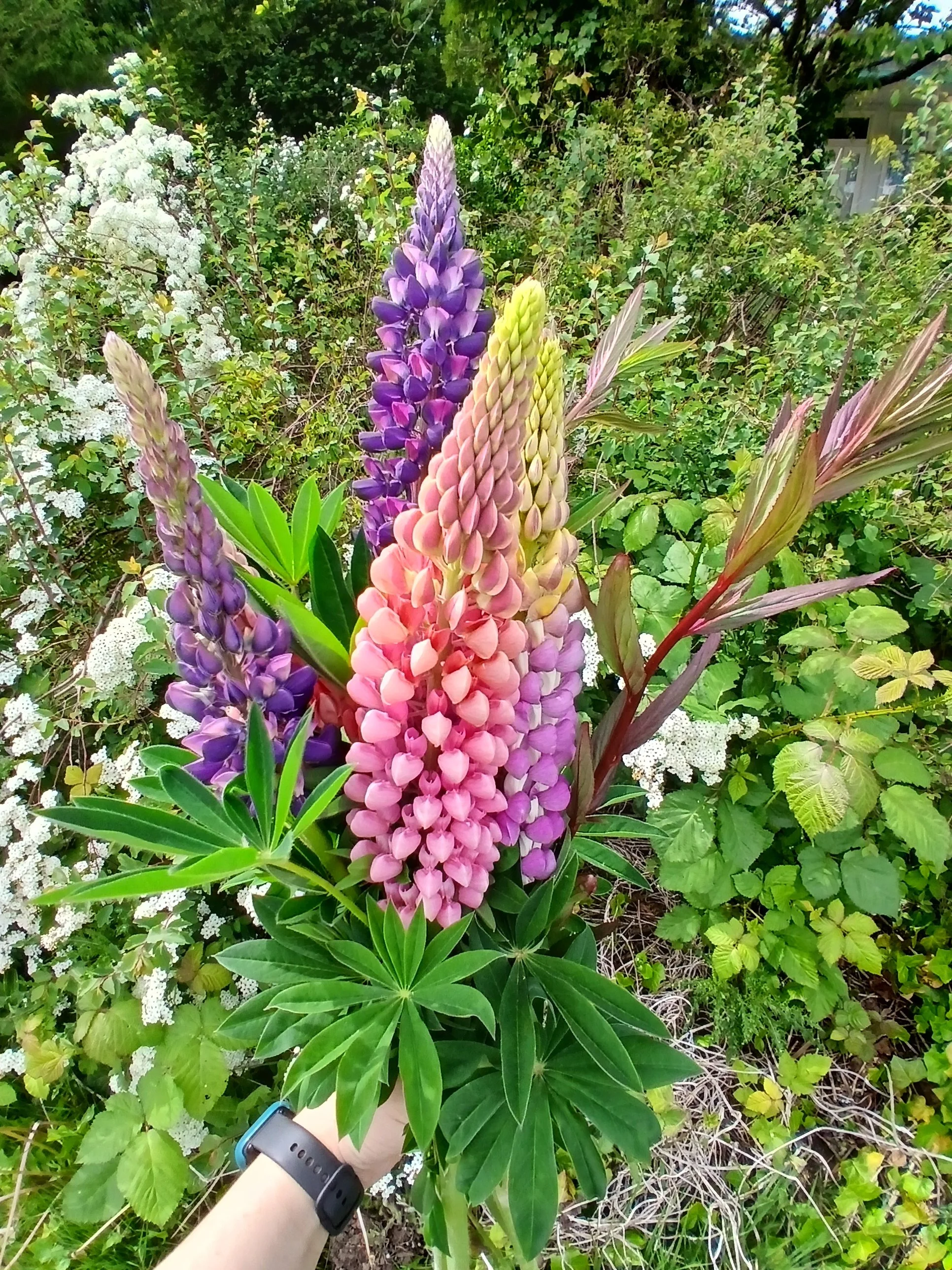leapin' lupins! it's May