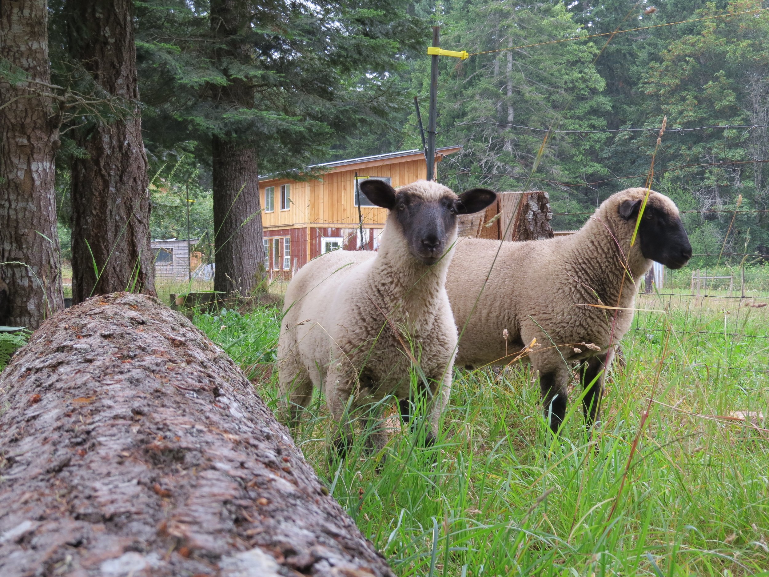 Grass Fed Lamb