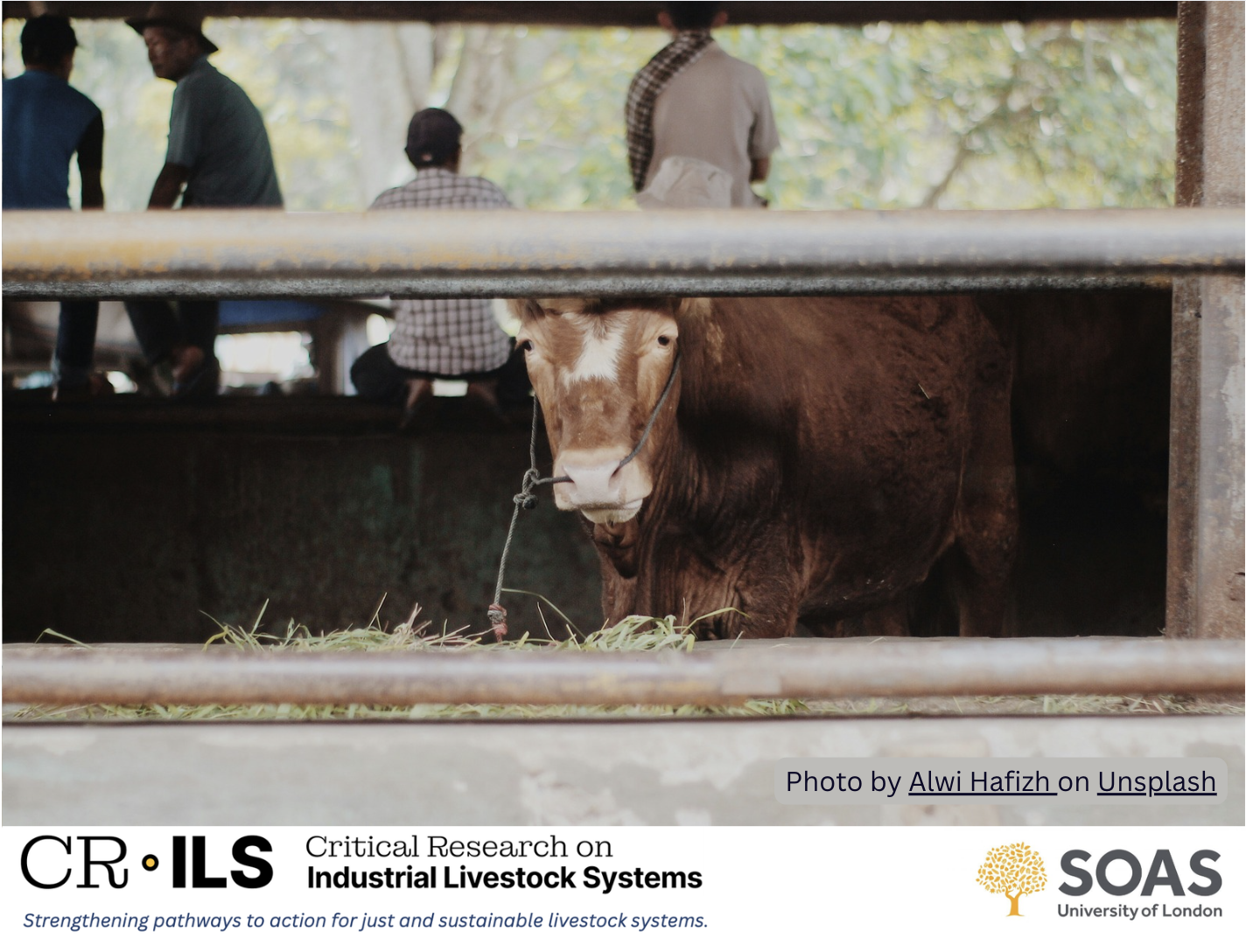 A brown cow with a necklace eating grass in a cattle pen, with people sitting and standing in the background.