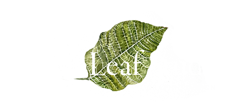 DesignLeaf Studio®