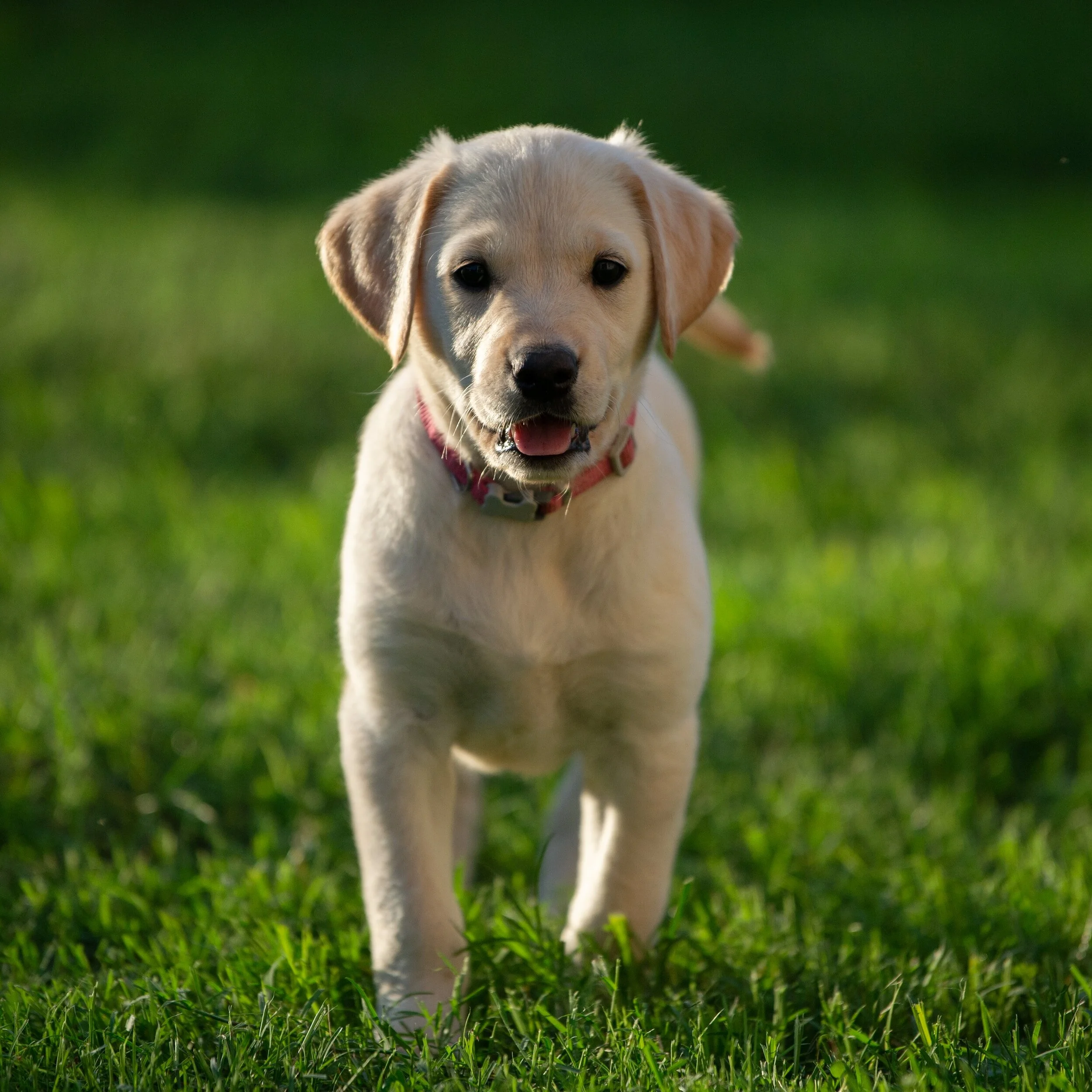 labrador retriever