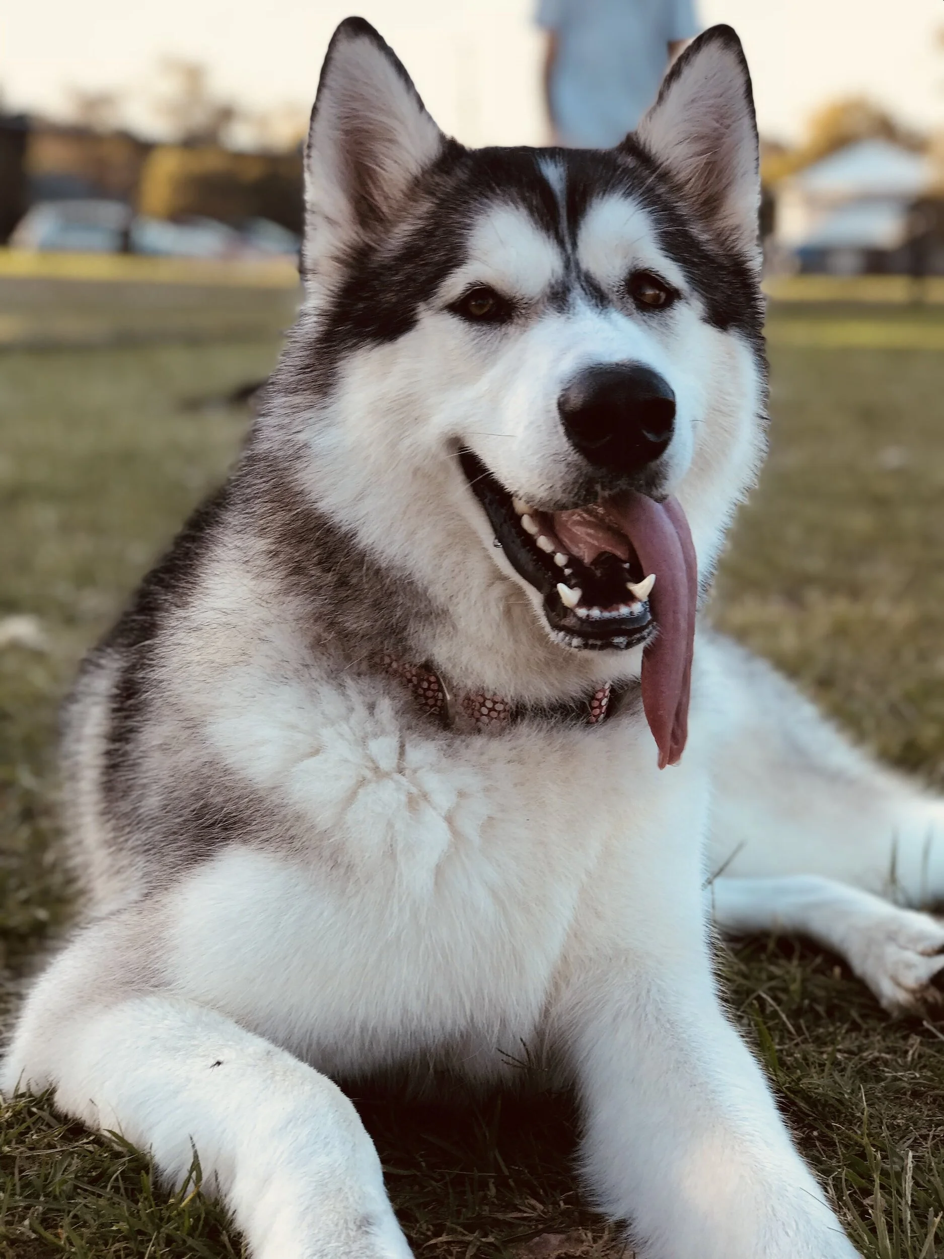 siberian husky