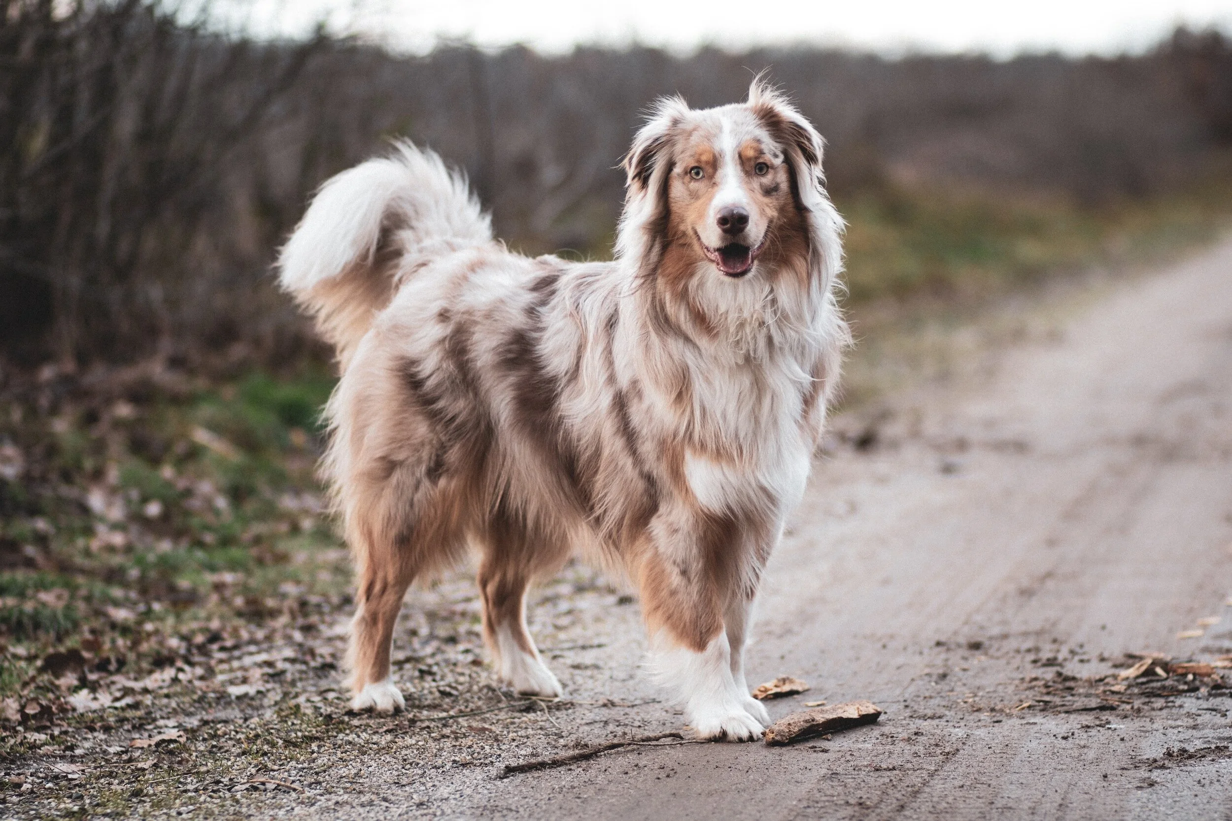 australian shepherd