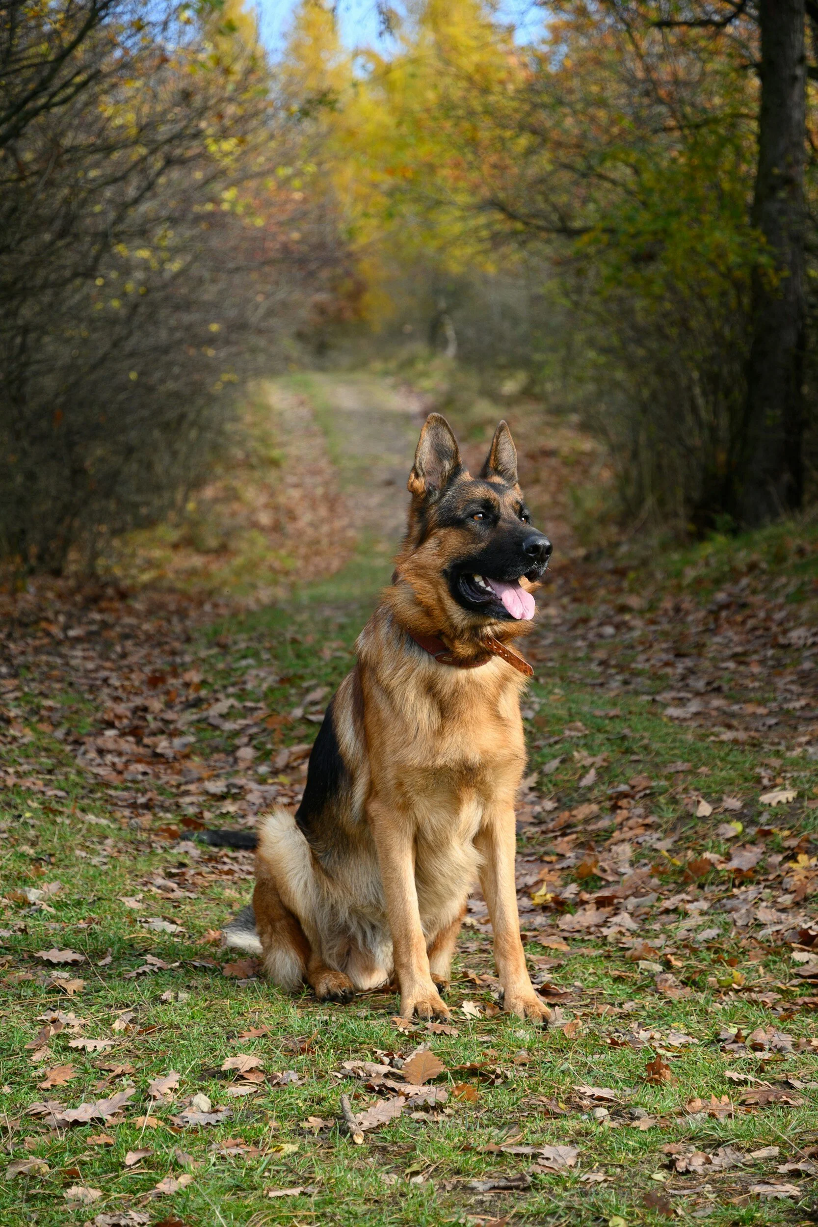 german shepherd