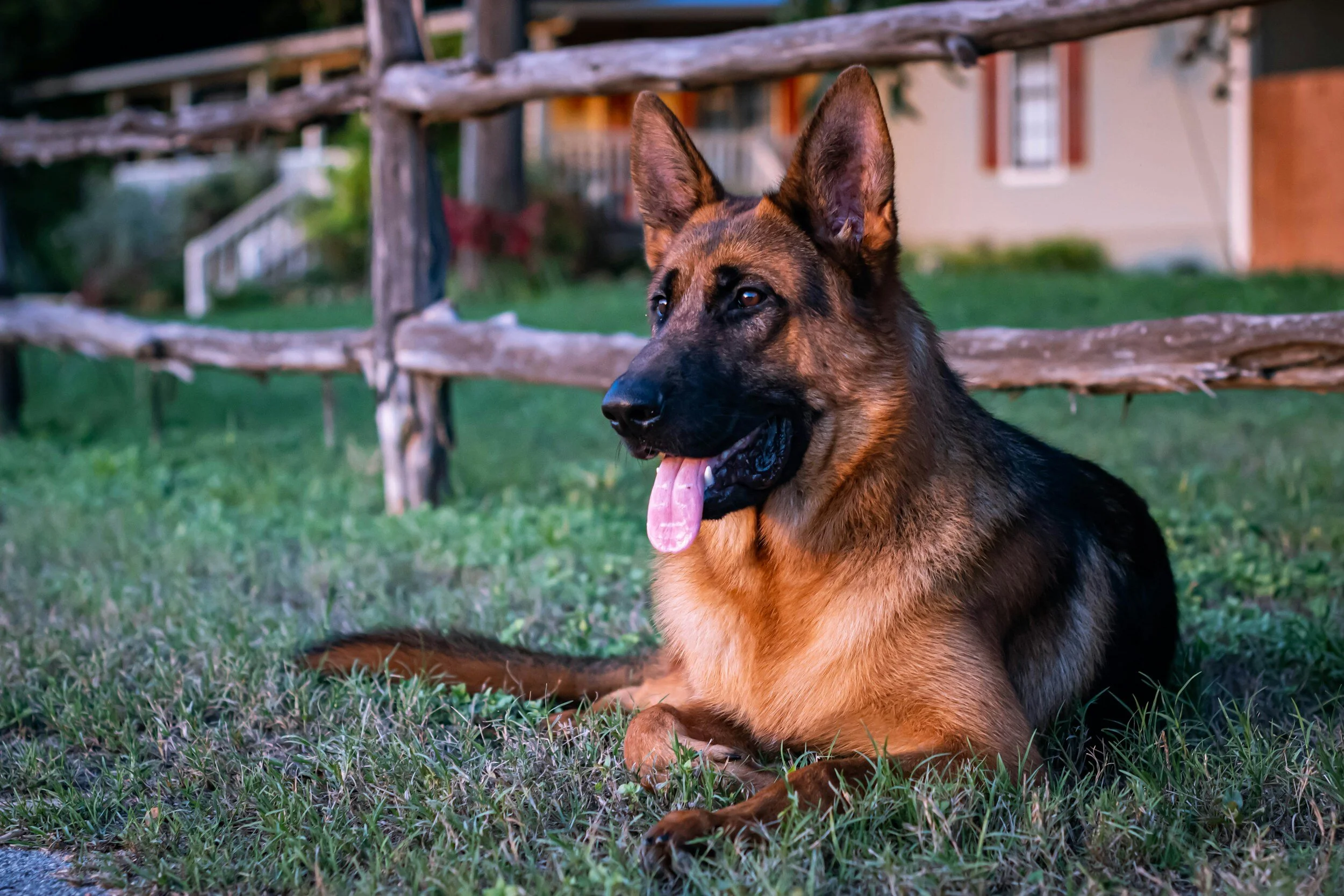 german shepherd