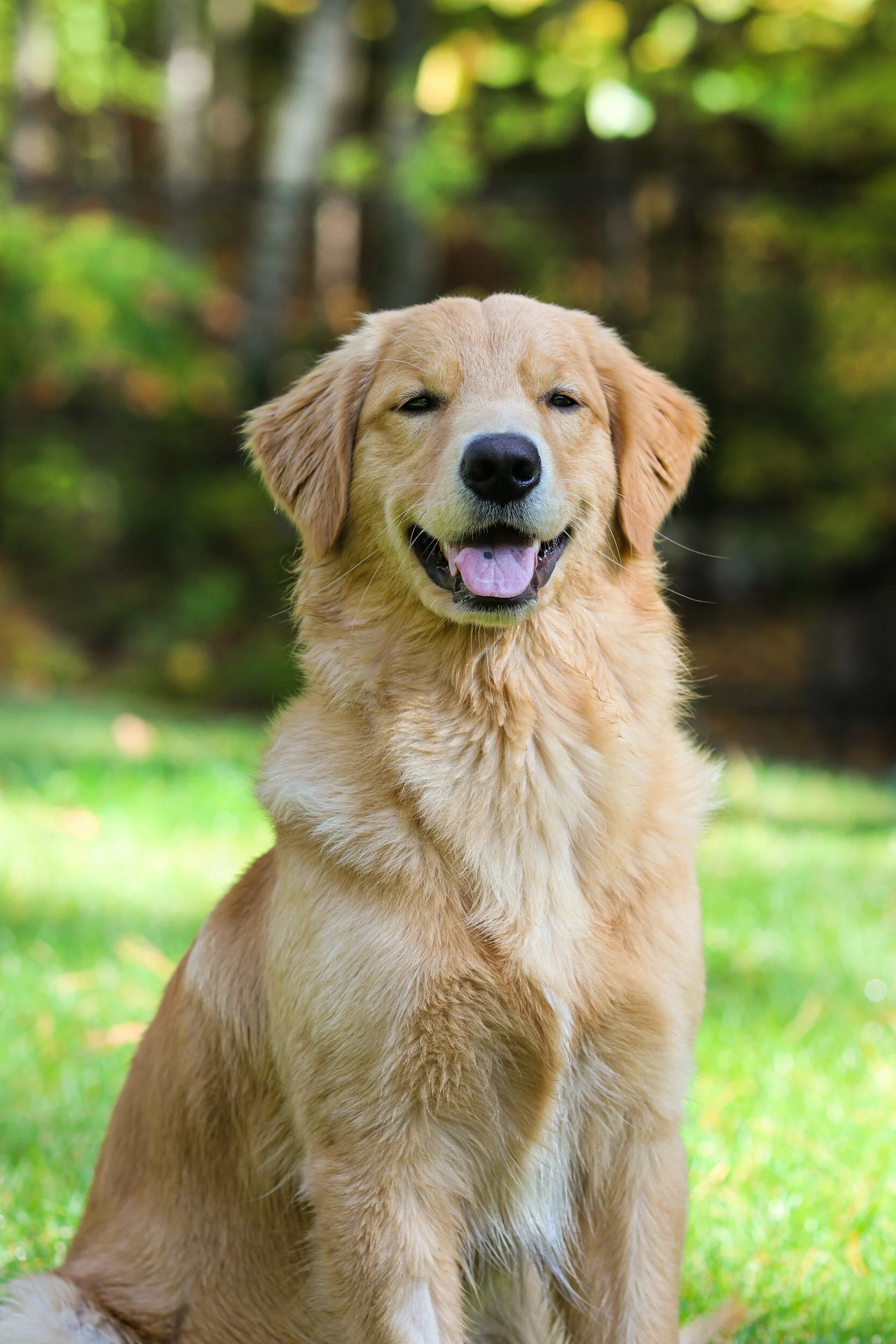 golden retriever