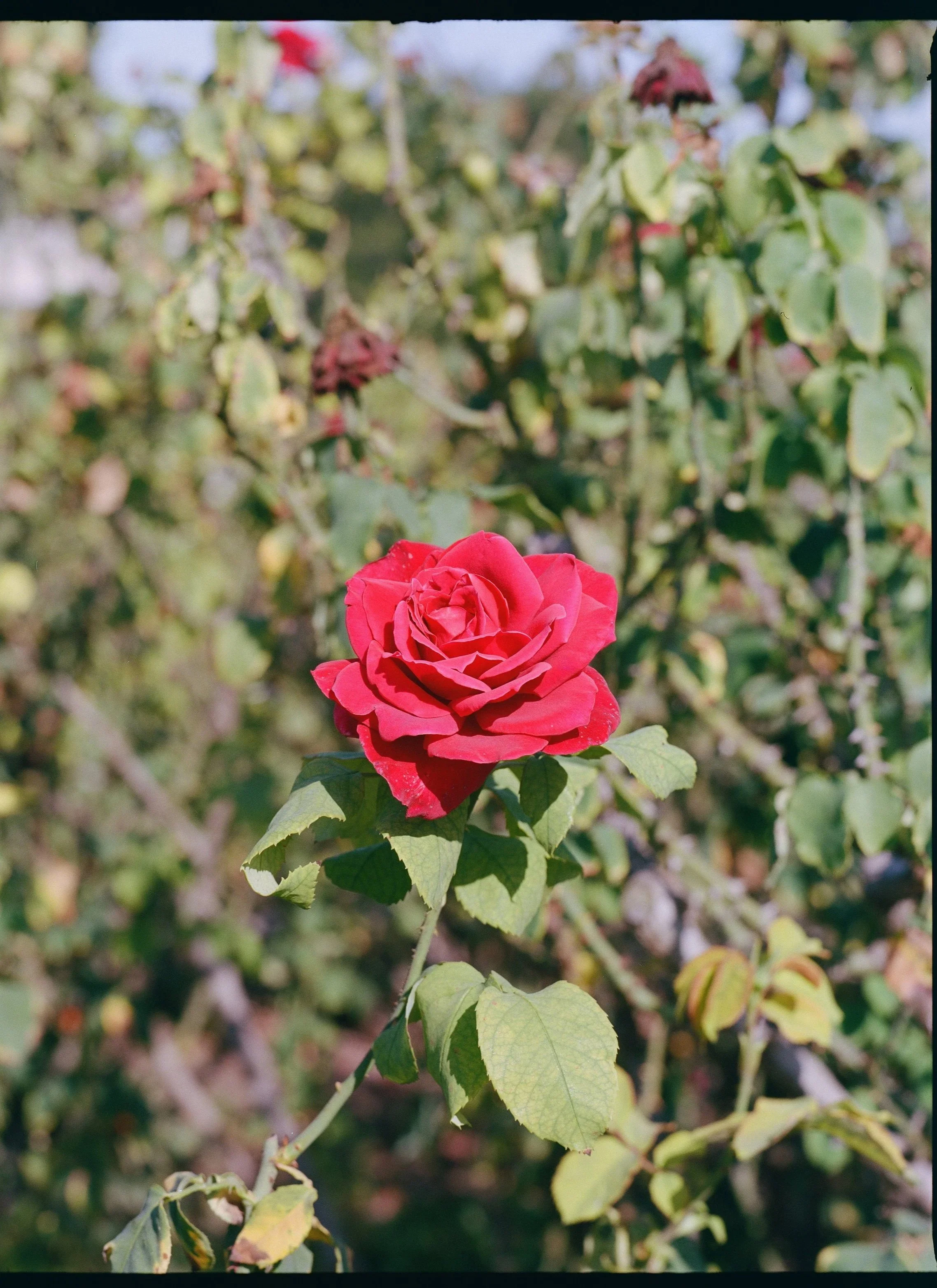I took my camera to the Rose Garden near USC and I'm very pleased with these outcomes. This shot feels like a top three I've shot on this camera. 