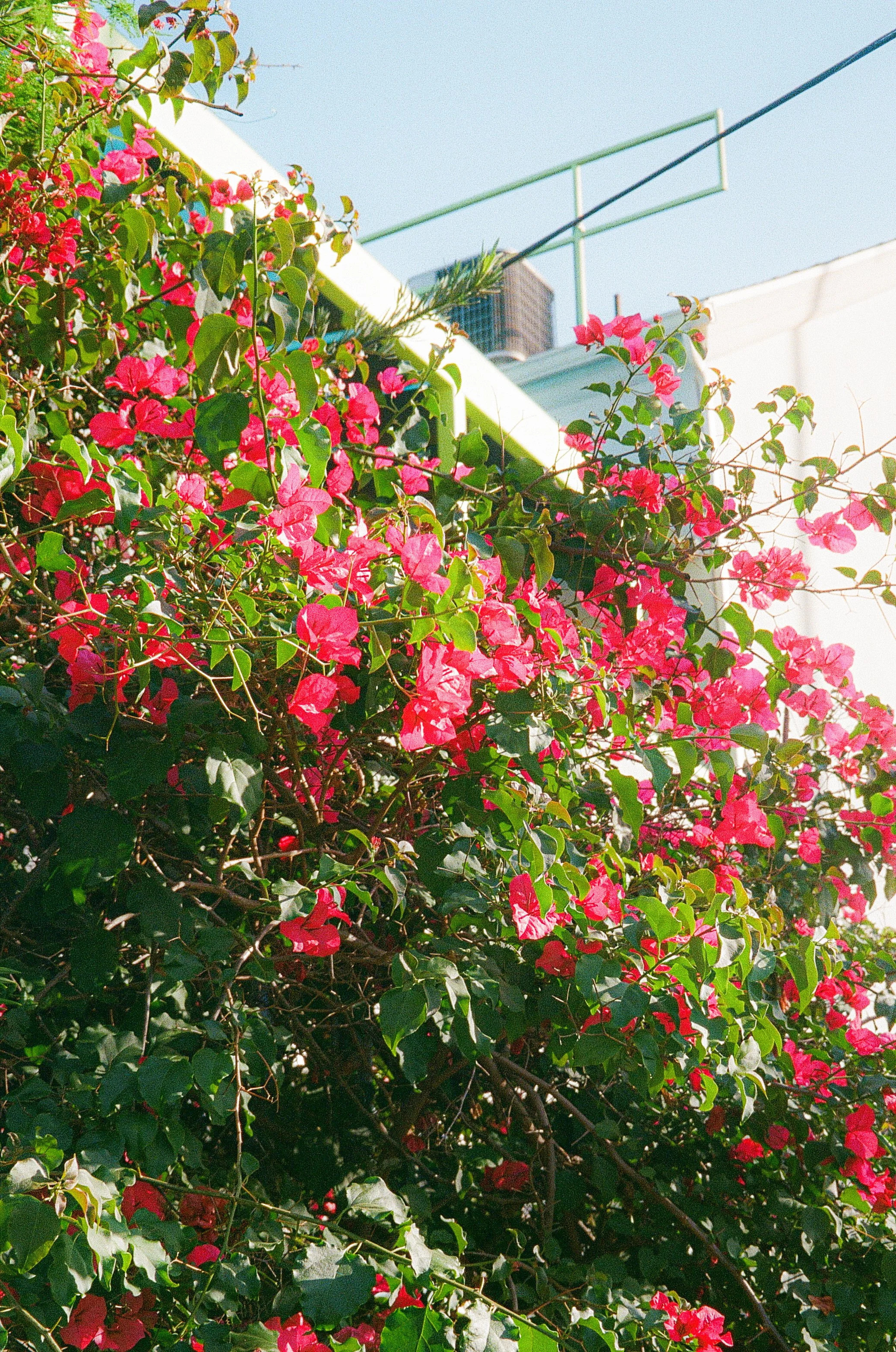 PHOTO WALK WITH TORI. GARDENA, CA. FEB. 2026.