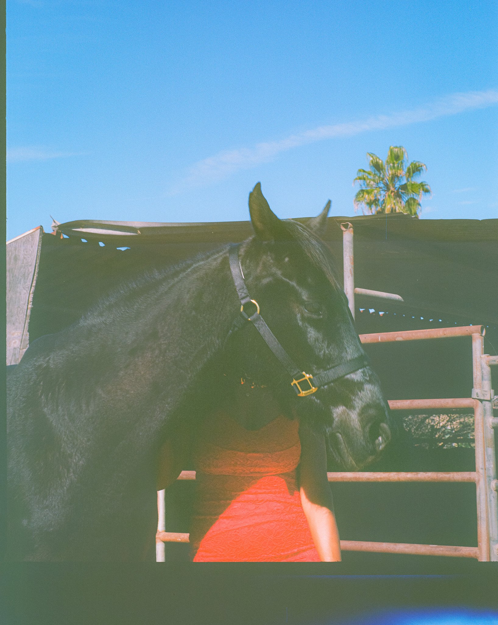 The horse was such a kind soul, shoutout to Rose for letting us capture her beauty.