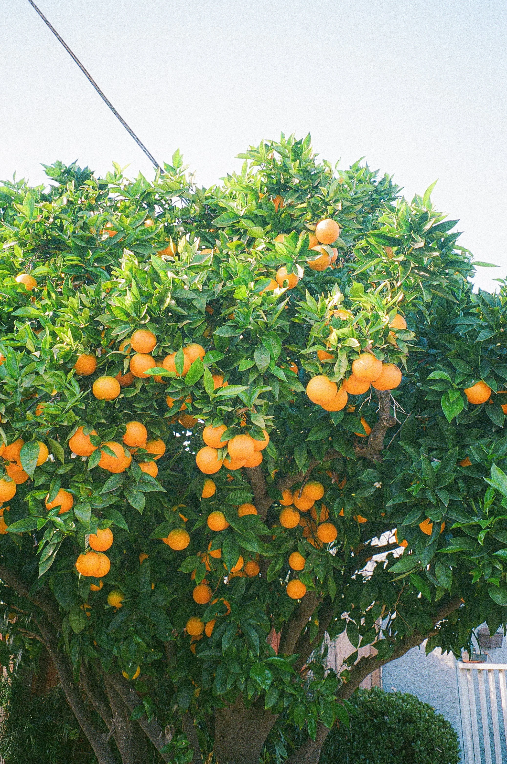 PHOTO WALK WITH TORI. GARDENA, CA. FEB. 2026.