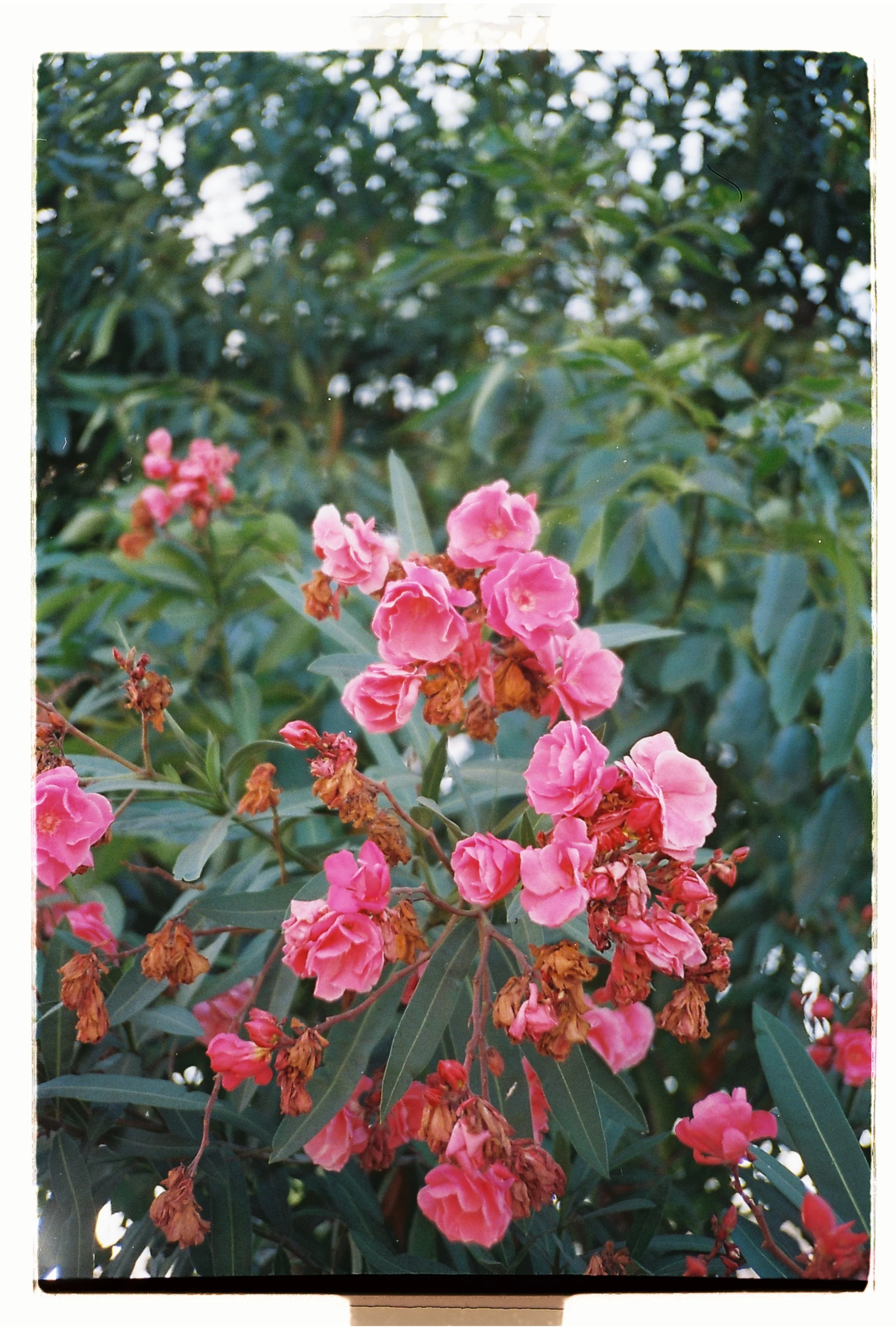 MY LOVE FOR ATHENS WAY. LOS ANGELES, CA. SEPT. 2025.