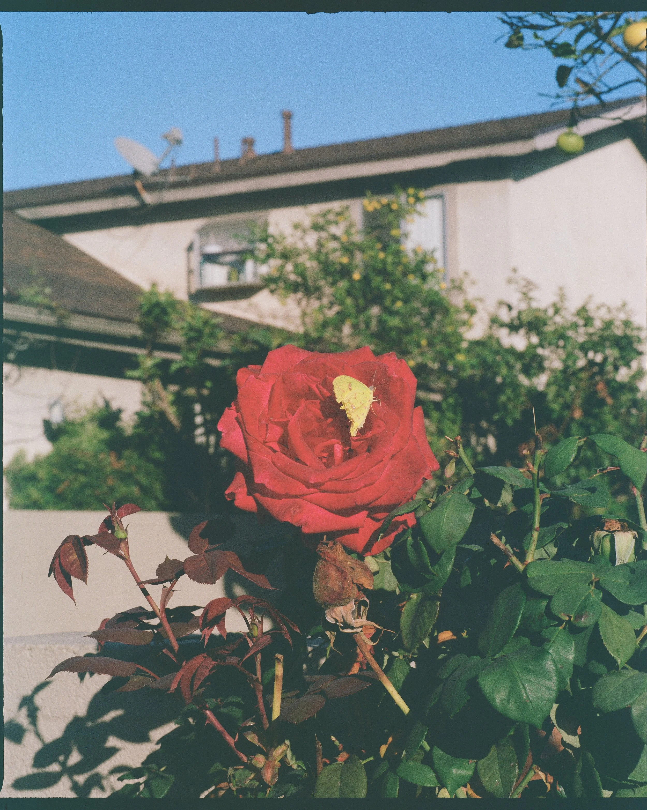 This butterfly sat perfectly for this picture. Itzel and I made time for a photo walk, and I finally feel confident using the Mamiya RB67.