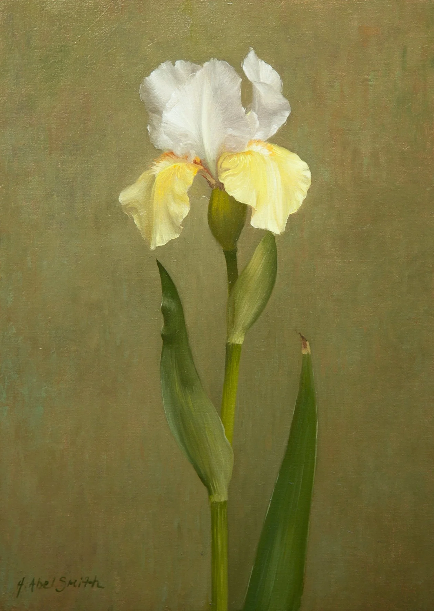 Single Iris.jpg