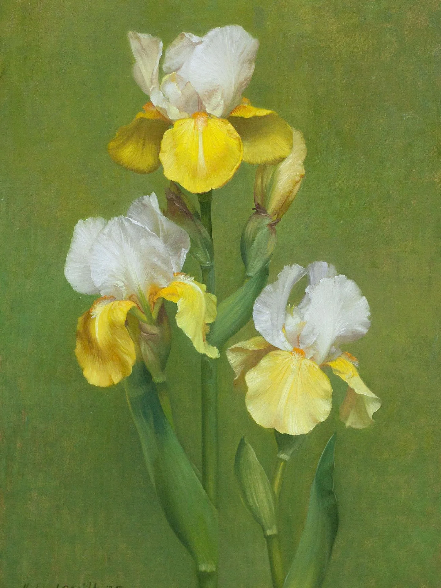 Iris, 19 x 13 inches, oil on canvas 

New work available tonight from 7pm on my website under &lsquo;available works&rsquo;