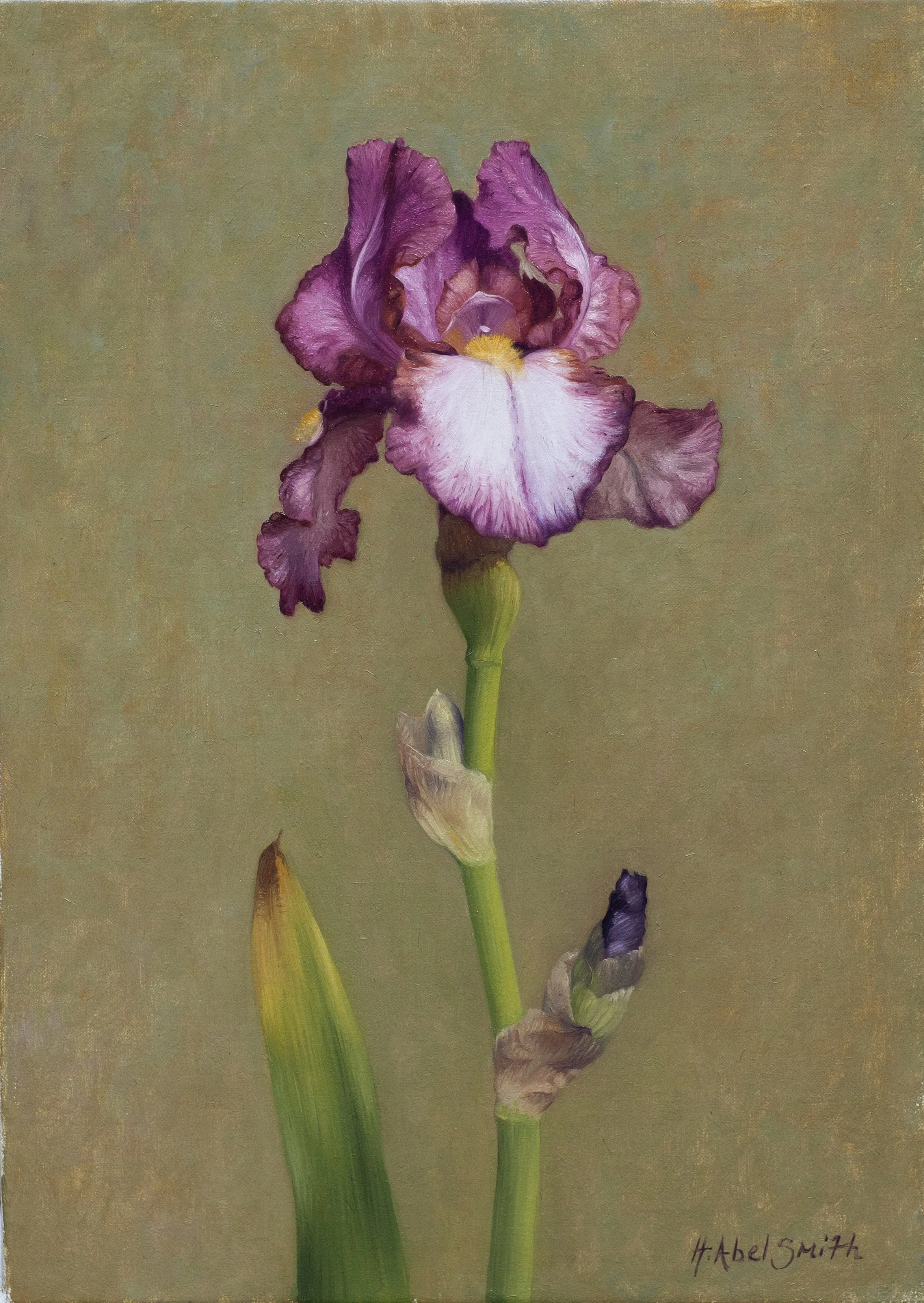 'Iris Study', 10 x 14 inches, oil on canvas, £1900 inc VAT SOLD