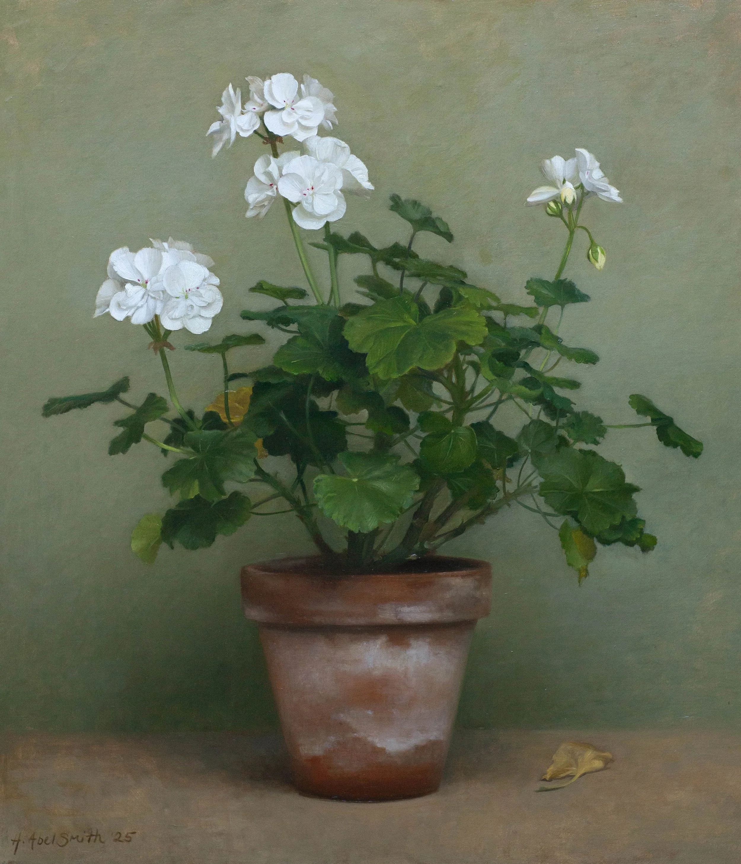 'Pelargonium', 23 x 20 inches, oil on canvas, £5000 inc VAT SOLD