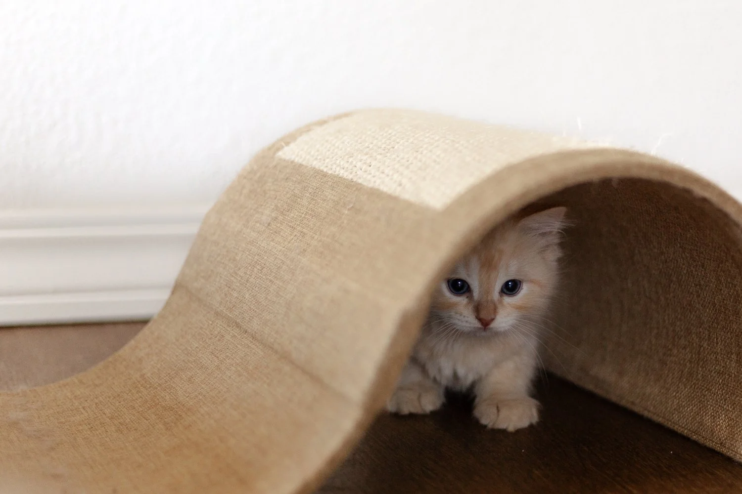 flame mink Cherubim Ragdoll hiding under toy