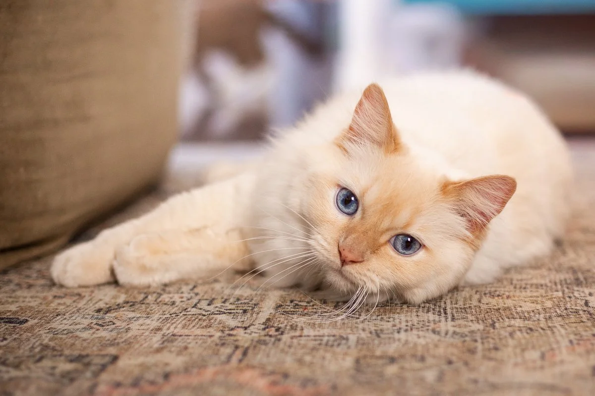 Ragdoll Cats: Breed History, Personality, and What to Expect as an Owner