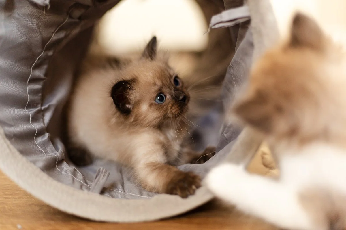 Products We Love for Our Ragdolls