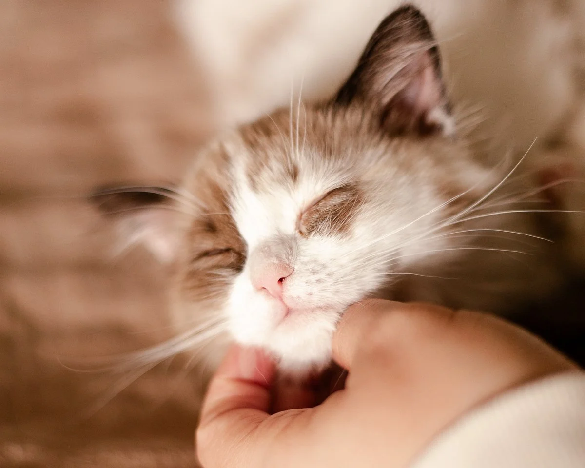Caring for Your New Ragdoll Kitten