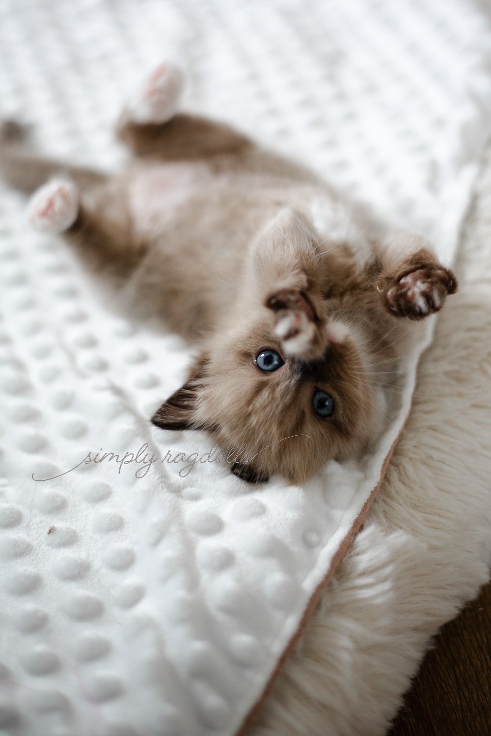 About Simply Ragdolls — Simply Ragdolls