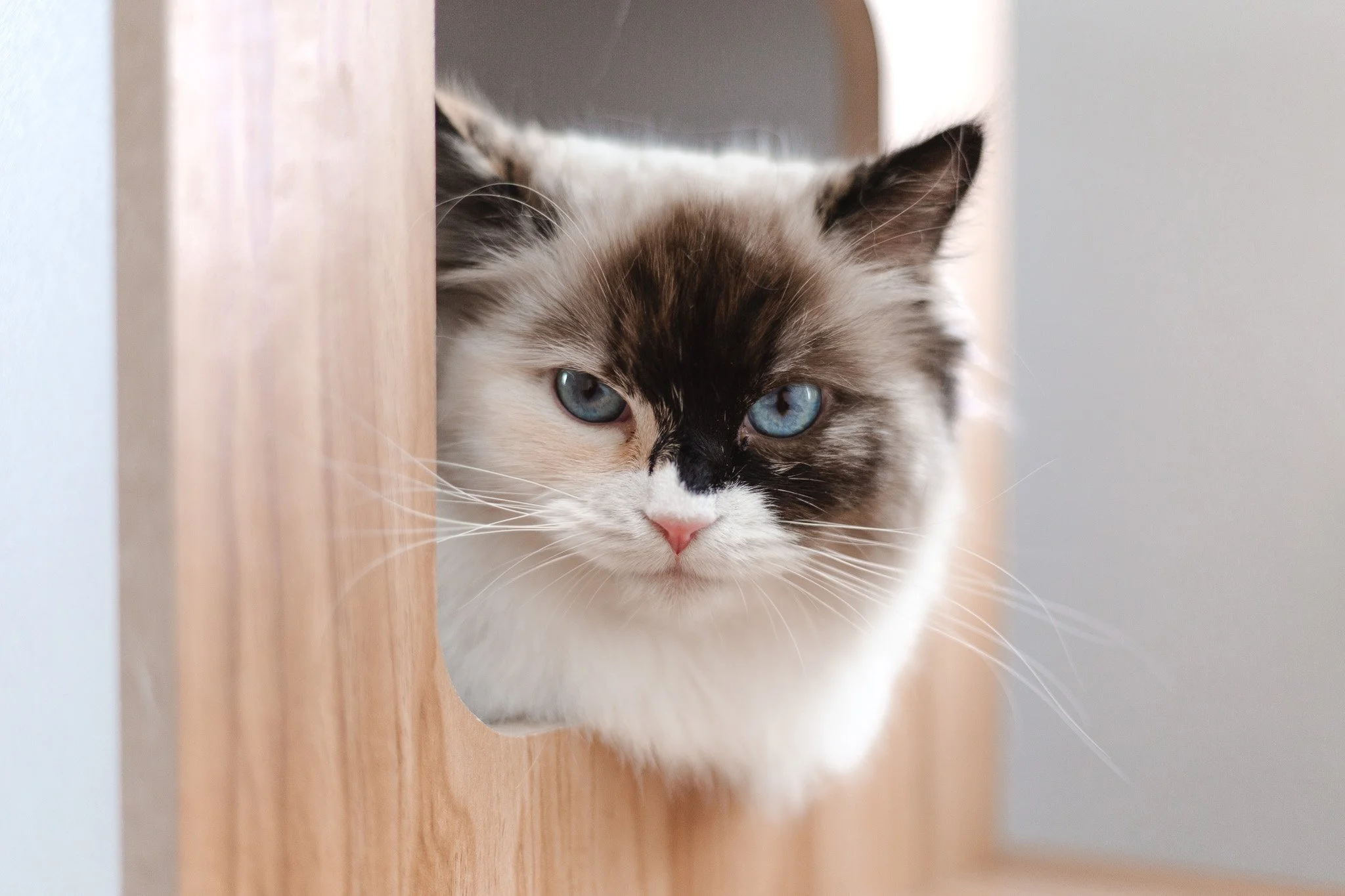 seal tortie Ragdoll queen peeking out of cat tree