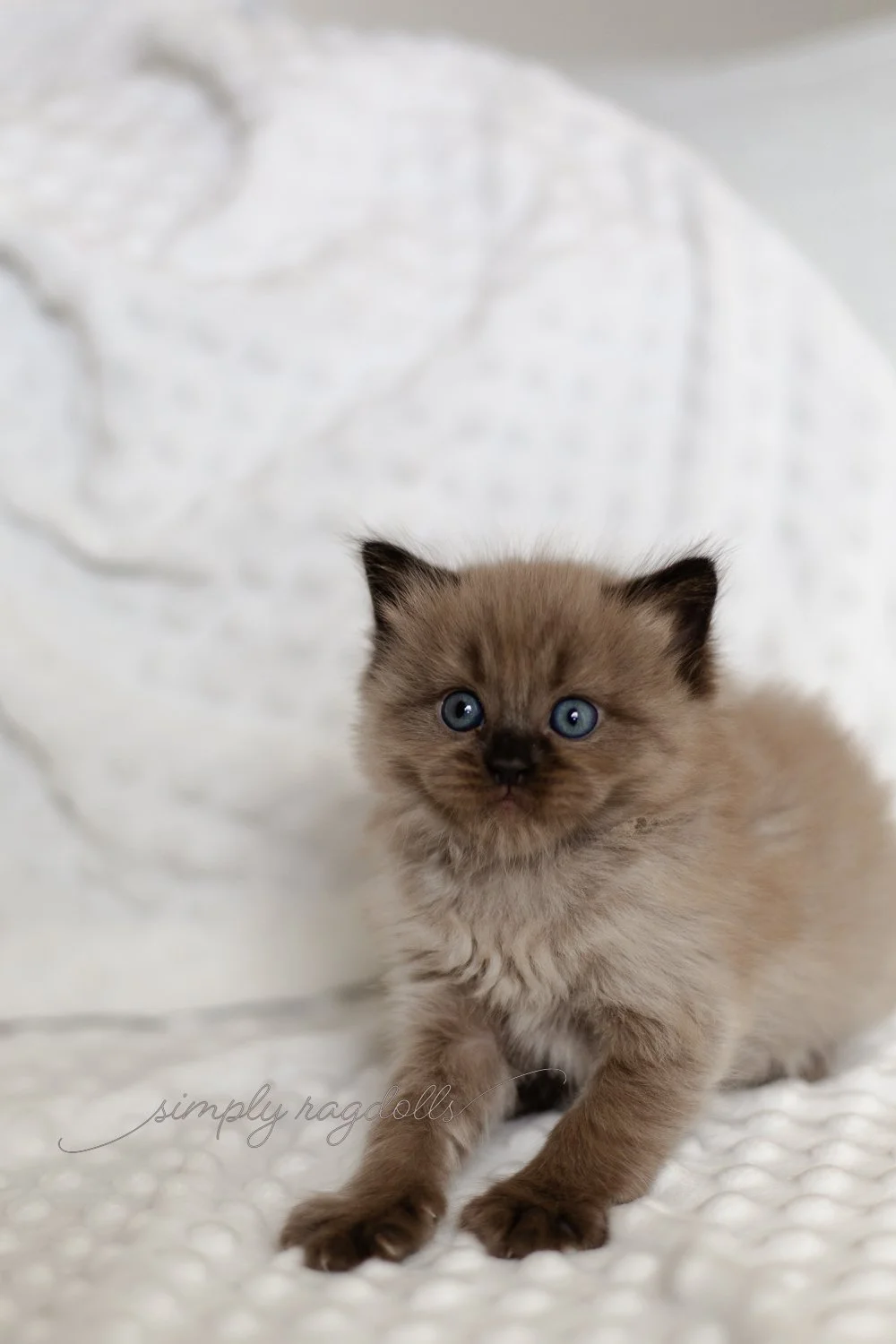 Honey2024 Atlas 5 weeks.jpg