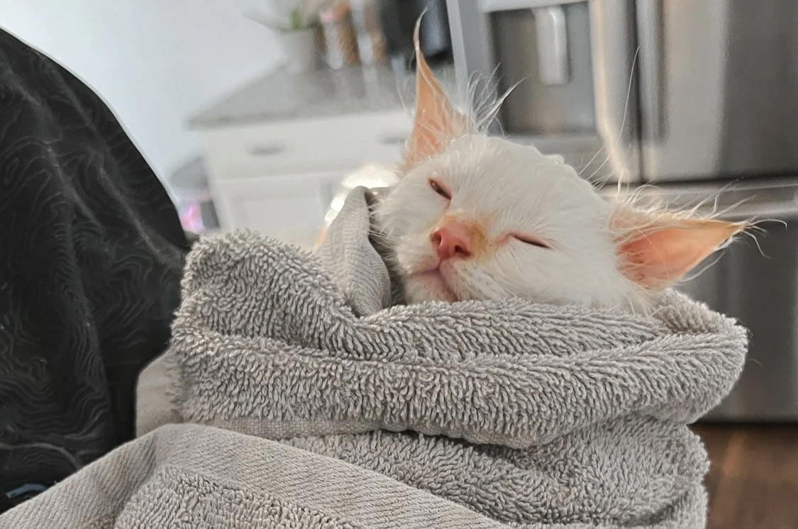 Caring for Your New Ragdoll Kitten — Simply Ragdolls
