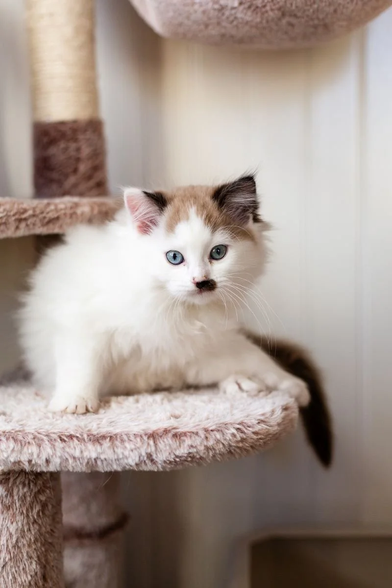 seal-mink-bicolor-Cherubim-Ragdoll-kitten-with-brown-mustache-Ford.jpg