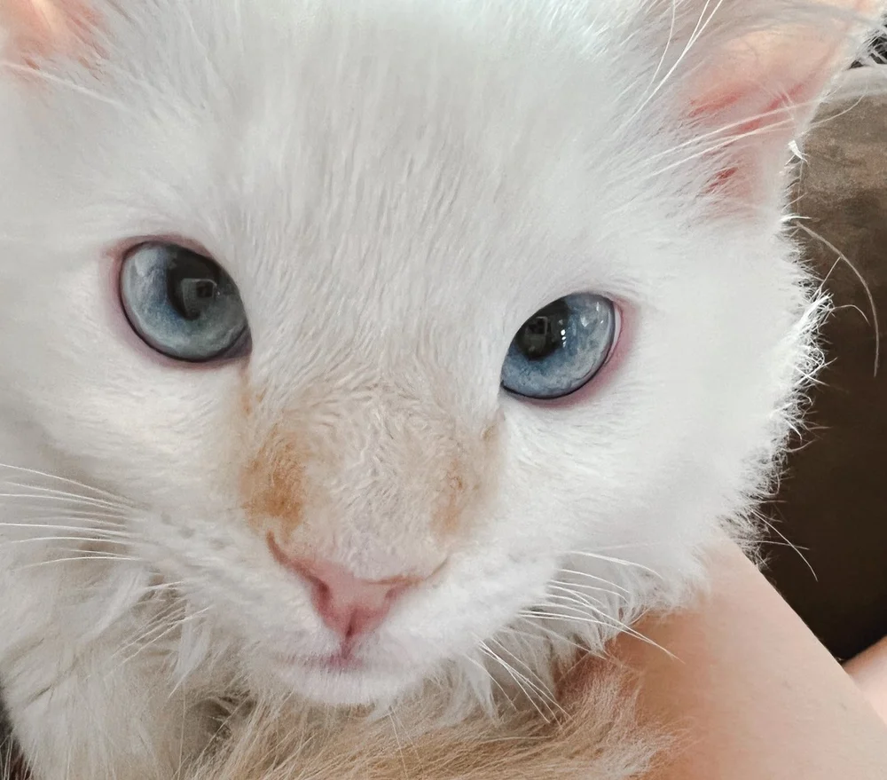 Caring for Your New Ragdoll Kitten — Simply Ragdolls