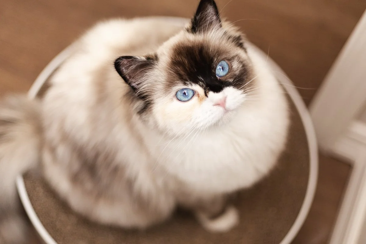 Ragdoll queen Phoebe sitting on lounger and looking at camera