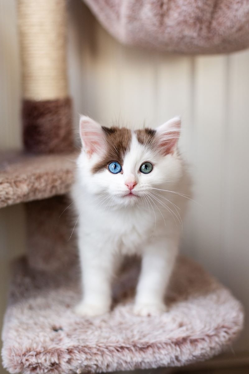 seal-sepia-bicolor-Cherubim-Ragdoll-kitten-with-odd-eyes-Fritz.jpg