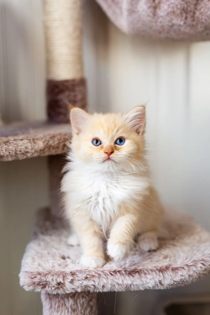 seal-mink-tortie-mitted-Cherubim-Ragdoll-kitten-Fiona.jpg