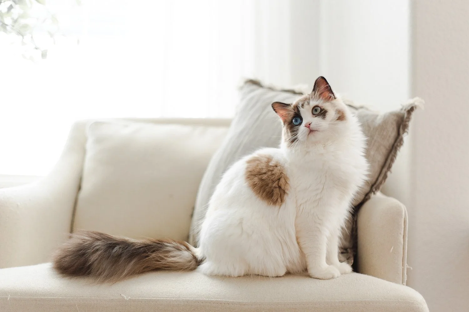 seal mink tortie bicolor Cherubim Ragdoll on chair