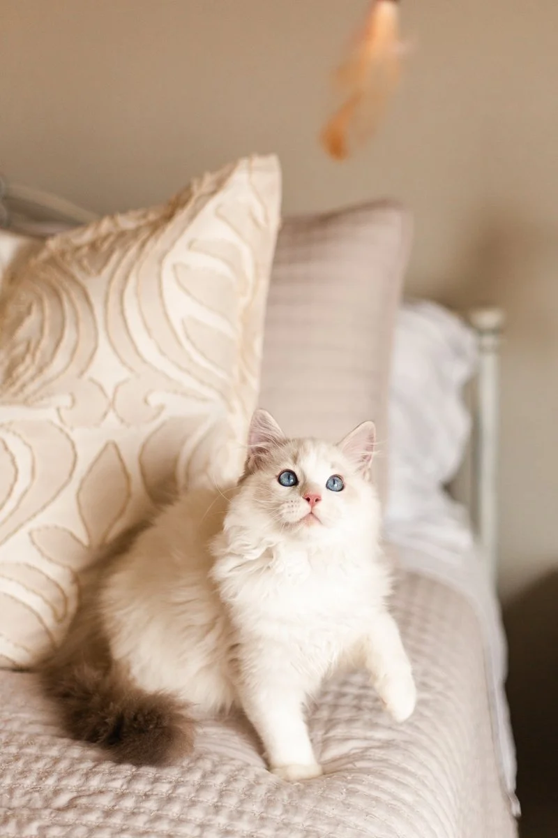 young Ragdoll sire Thomas O'Malley sitting on bed