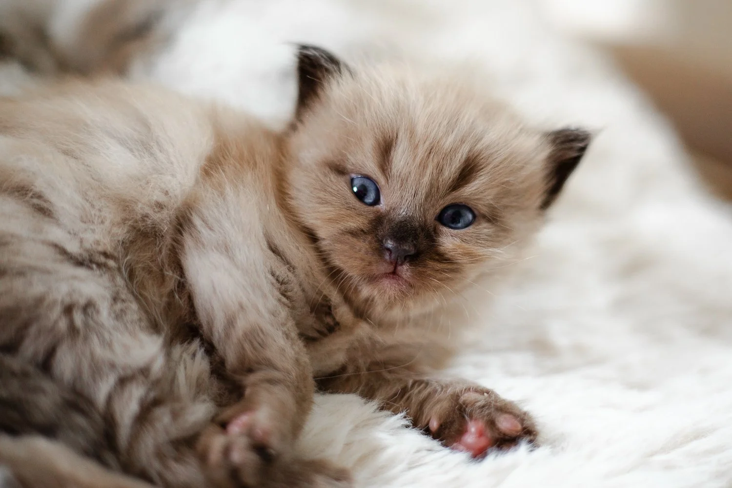 seal mink colorpoint Cherubim Ragdoll looking at camera